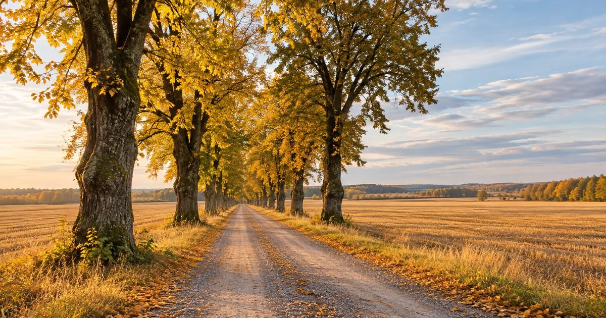 Žvyrkelis su senomis liepomis tarp plačių laukų rudenį