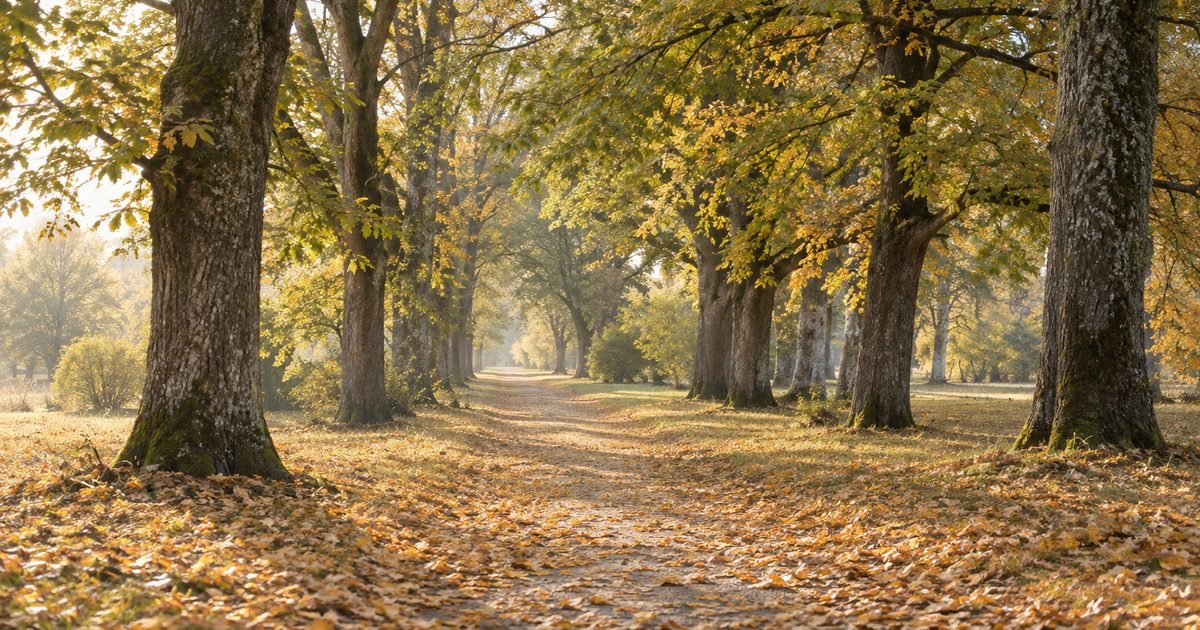 Sena ąžuolų ir liepų alėja su nukritusiais rudens lapais