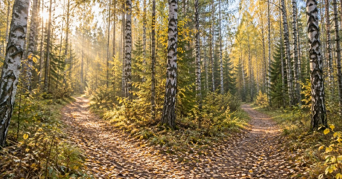 Du takai išsišakoja ramiame beržyne rudens rytą