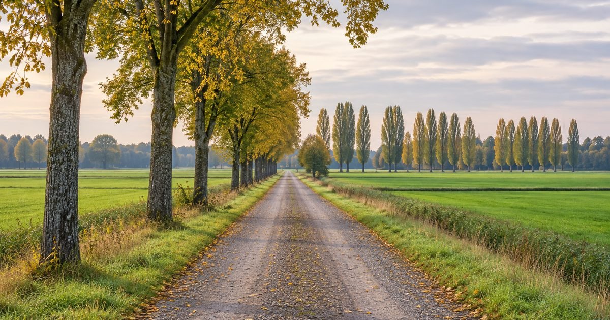Žvyrkelis su medžių eile tarp lygių laukų rudenį