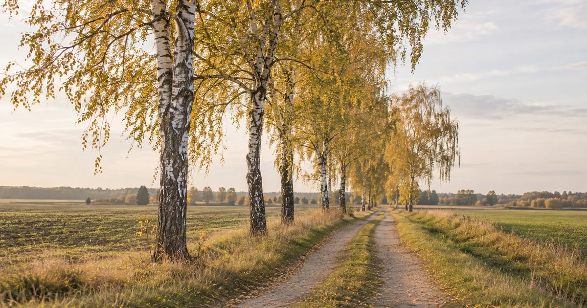 Beržų eilė prie lauko kelio rudens popietę
