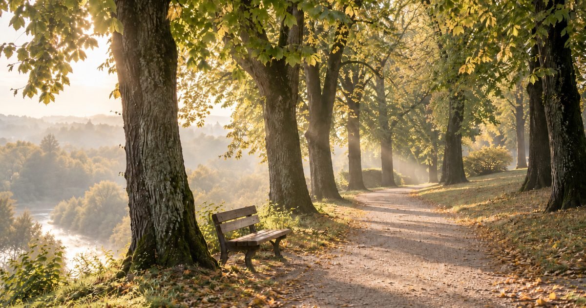 Medžių alėja ir medinis suoliukas rudens ryto šviesoje virš upės slėnio